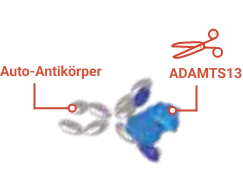 The immune system mistakenly attacks ADAMTS13