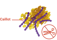 Without ADAMTS13, vWF strands grow out of control