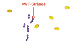 von Willebrand factor (vWF)