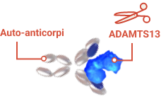 The immune system mistakenly attacks ADAMTS13