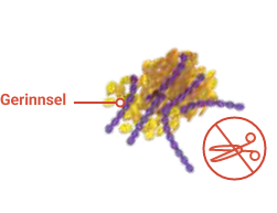 Without ADAMTS13, vWF strands grow out of control